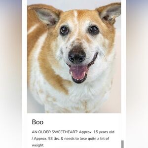 Mostly Mutts Donation 🐾 🐶❤️